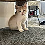 kitten, cat, indoor, carpet, cat_tree, furniture, pet, animal, cute, small, young, whiskers, ears, blue_eyes, curious, sitting, furry, domestic, home, cozy
