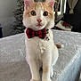 Anakin is registered to the contest to win money with this photo: kitten, cat, bow_tie, pet, indoor, curtains, table, furniture, cute, animal, orange_and_white, fluffy, young_cat, decor, pillow, domestic_cat, close_up, sitting, bell, collar