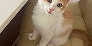 Anakin is registered to the contest to win money with this photo: kitten, cat, orange_cat, white_cat, pet, indoor, chair, furniture, floor, wood_floor, curious, cute, small, young, domestic_cat, animal, whiskers, ears, tail, sitting