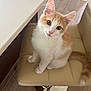 kitten, cat, orange_cat, white_cat, pet, indoor, chair, furniture, floor, wood_floor, curious, cute, small, young, domestic_cat, animal, whiskers, ears, tail, sitting