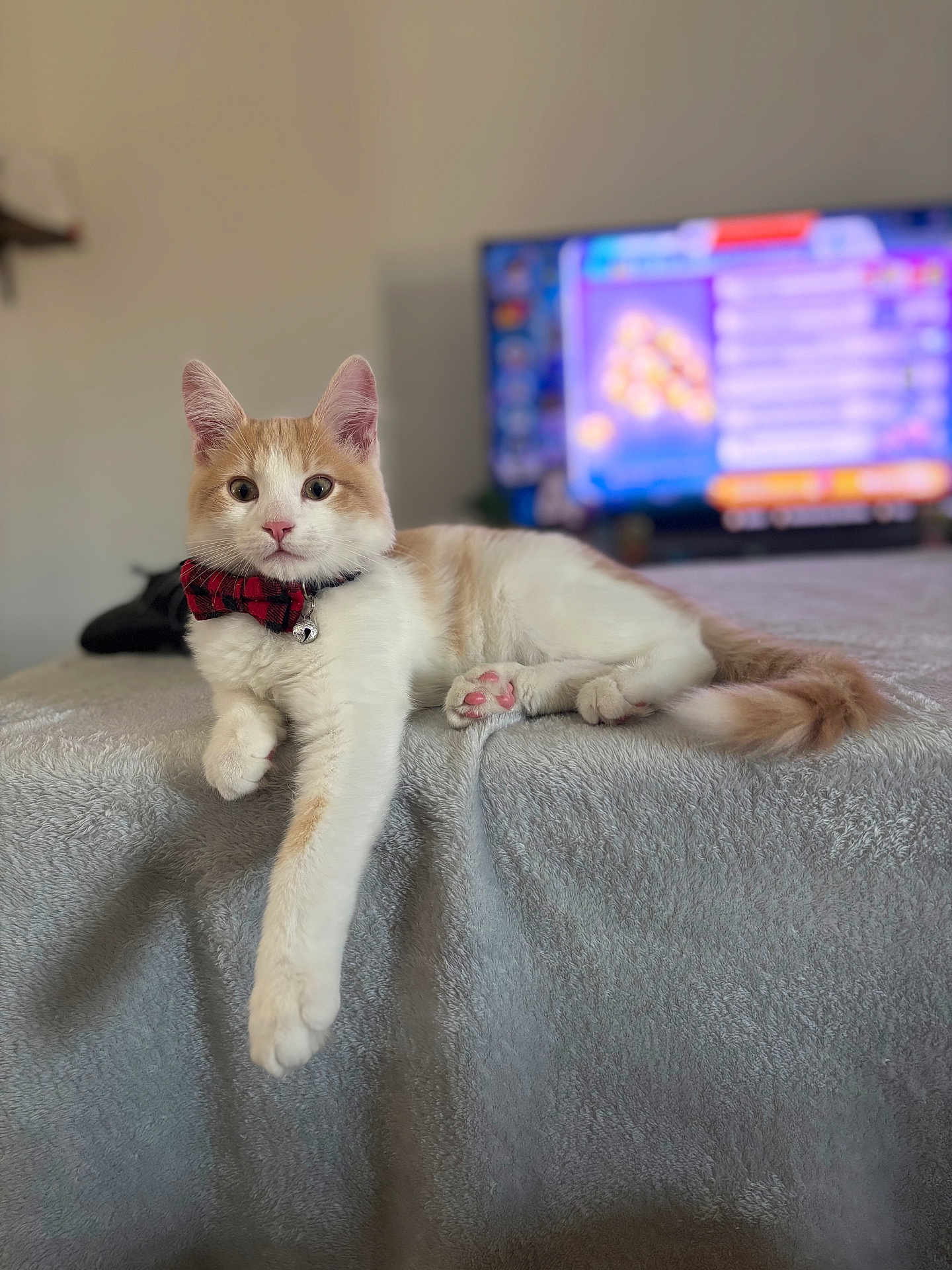 Anakin is registered to the contest to win money with this photo: cat, orange_and_white, bow_tie, bell, blanket, feline, pet, indoor, relaxed, curious, paw, tail, soft_texture, television, blurred_background, animal, cute, domestic, resting, young_cat
