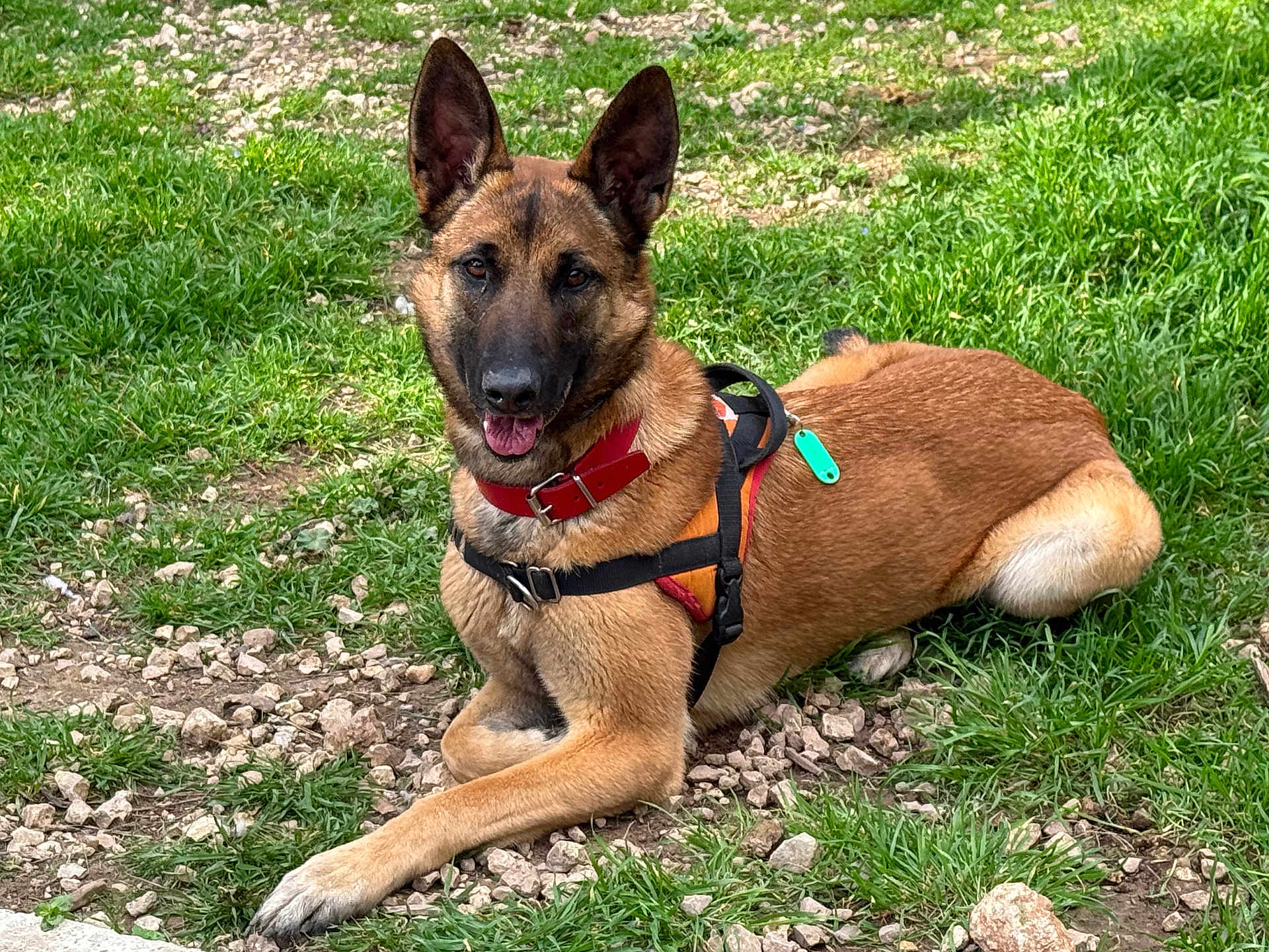 Jinx a rejoint le concours — aidez-le/la à gagner de superbes lots ! dog, shepherd_dog, brown_fur, black_mask, red_collar, harness, green_tag, tongue_out, ears_up, lying_down, grass, rocks, outdoor, pet, canine, portrait, watchful, happy, nature, walking_gear
