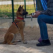 Jinx participe au concours pour gagner de l'argent avec cette photo : dog, german_shepherd_mix, harness, collar, sitting, man, person, crouching, metal_bowl, fence, outdoor, concrete, training, attentive, blue_tarp, purple_ball, jeans, sneakers, park, grass