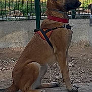 Jinx participe au concours pour gagner de l'argent avec cette photo : alert, background_cat, belgian_malinois, brown_coat, canine, concrete_ground, dog, fence, grass, harness, leash, outdoor, park, pet, pointy_ears, portrait, shadow, side_profile, sitting, sitting_dog