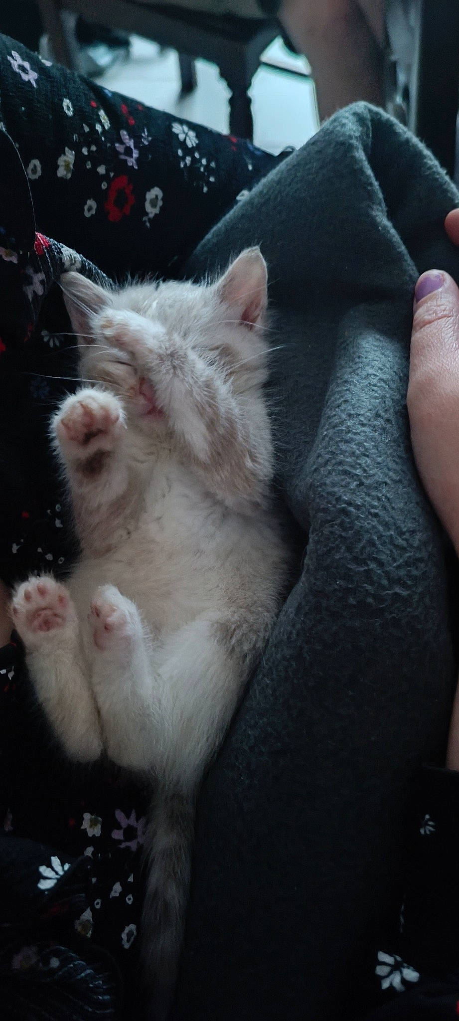 Jane a rejoint le concours — aidez-le/la à gagner de superbes lots ! carnivore, cat, claw, comfort, domestic_short_haired_cat, fawn, felidae, fur, gesture, human_leg, nail, paw, small_to_medium_sized_cats, tail, terrestrial_animal, whiskers