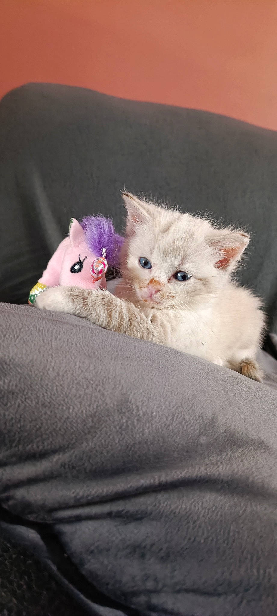 Jane a rejoint le concours — aidez-le/la à gagner de superbes lots ! british_longhair, carnivore, cat, claw, comfort, fawn, felidae, fur, grey, paw, plant, sitting, small_to_medium_sized_cats, tail, whiskers, window