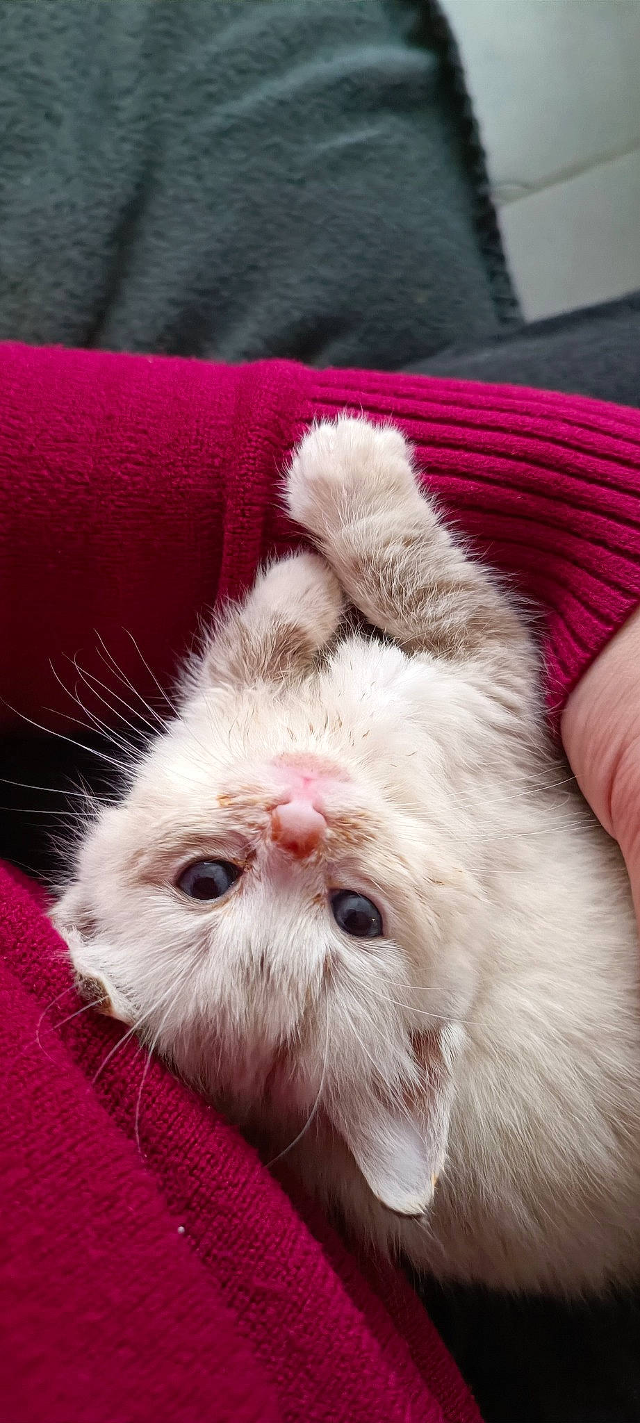 Jane a rejoint le concours — aidez-le/la à gagner de superbes lots ! carnivore, cat, claw, companion_dog, domestic_short_haired_cat, felidae, fur, paw, small_to_medium_sized_cats, terrestrial_animal, whiskers