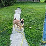 dog, path, grass, yard, outdoor, greenery, fence, tree, pet, canine, leash, cord, summer, nature, animal, playful, sidewalk, backyard, happy, walking