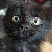 Kuro participe au concours pour gagner de l'argent avec cette photo : kitten, black_cat, close_up, wide_eyes, whiskers, fluffy_fur, indoor, portrait, young_animal, curious, nose, ears, pet, blurred_background, couch, vertical_orientation, golden_eyes, big_pupils, fur_texture, adorable