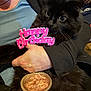 Kuro participe au concours pour gagner de l'argent avec cette photo : black_cat, cat, pet, birthday_sign, happy_birthday, pink_sign, wet_food, cat_food, can, hands, person, lap, fur, whiskers, closeup, indoor, sweater, big_eyes, portrait, holding