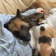 Oslow participe au concours pour gagner de l'argent avec cette photo : dog, cat, couch, blanket, pet, sleeping, cozy, calico_cat, long_haired_dog, human_arm, hand, living_room, fur, snuggling, closeup, domesticated_animal, companion, indoor, relaxed, sofa