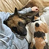 blanket, calico_cat, cat, closeup, companion, couch, cozy, dog, domesticated_animal, fur, hand, human_arm, indoor, living_room, long_haired_dog, pet, relaxed, sleeping, snuggling, sofa