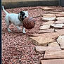 dog, basketball, playing, outdoor, rocks, stone_pathway, brick_wall, pet, animal, motion_blur, collar, small_dog, white_dog, black_patch, yard, garden, fun, active, chewing, toy