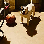 Luna Snow is registered to the contest to win money with this photo: dog, basketball, shadow, indoor, concrete_floor, white_dog, black_patch, pet, animal, standing, collar, dim_light, wall, door, floor, sports_equipment, household, playful, companion, canine