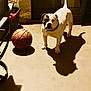 dog, basketball, shadow, indoor, concrete_floor, white_dog, black_patch, pet, animal, standing, collar, dim_light, wall, door, floor, sports_equipment, household, playful, companion, canine