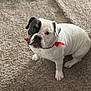 bulldog, puppy, dog, pet, carpet, indoor, animal, white, black_patch, ribbon, cute, sitting, fur, canine, adorable, domestic, young, companion, mammal, looking
