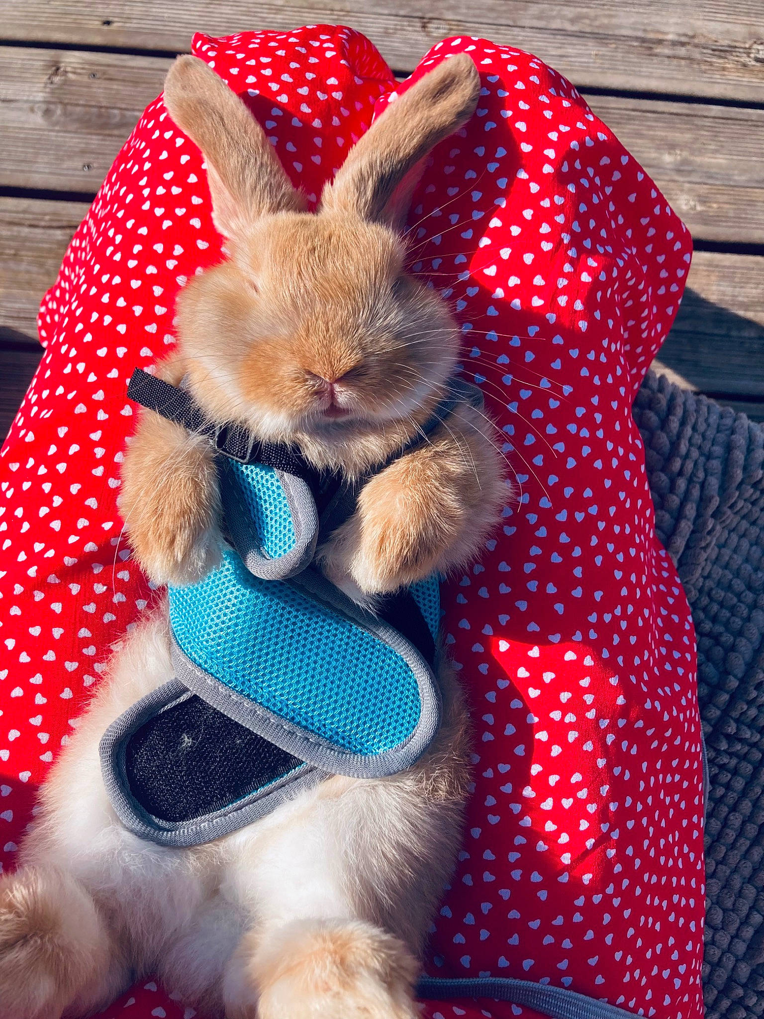 Biscuit participe au concours pour gagner de l'argent avec cette photo : domestic_rabbit, easter_bunny, electric_blue, event, fashion_accessory, fawn, fur, hare, headgear, magenta, pattern, plush, rabbit, rabbits_and_hares, snout, stuffed_toy, terrestrial_animal, textile, toy, whiskers