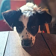 Atlas a rejoint le concours — aidez-le/la à gagner de superbes lots ! dog, black_and_white, table, wood, pet, animal, close_up, indoor, cute, face, ears, fur, looking_up, blurry_background, resting, adorable, spot_pattern, snout, domestic_animal, portrait