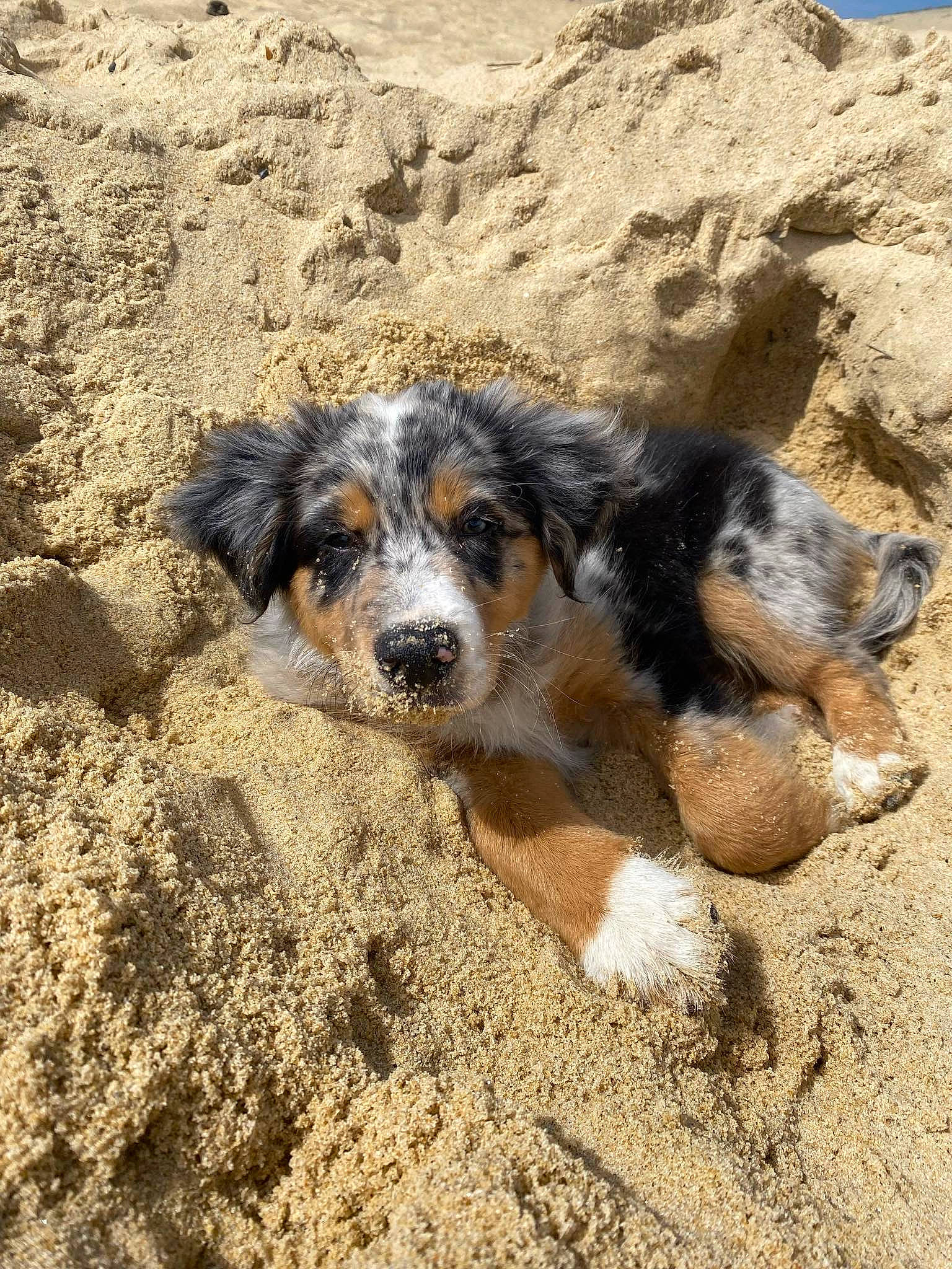 Vãyu participe au concours pour gagner de l'argent avec cette photo : canidae, carnivore, companion_dog, dog, dog_breed, fur, herding_dog, landscape, paw, rock, sand, snout, soil, sporting_group, street_dog, terrestrial_animal, wildlife, working_dog