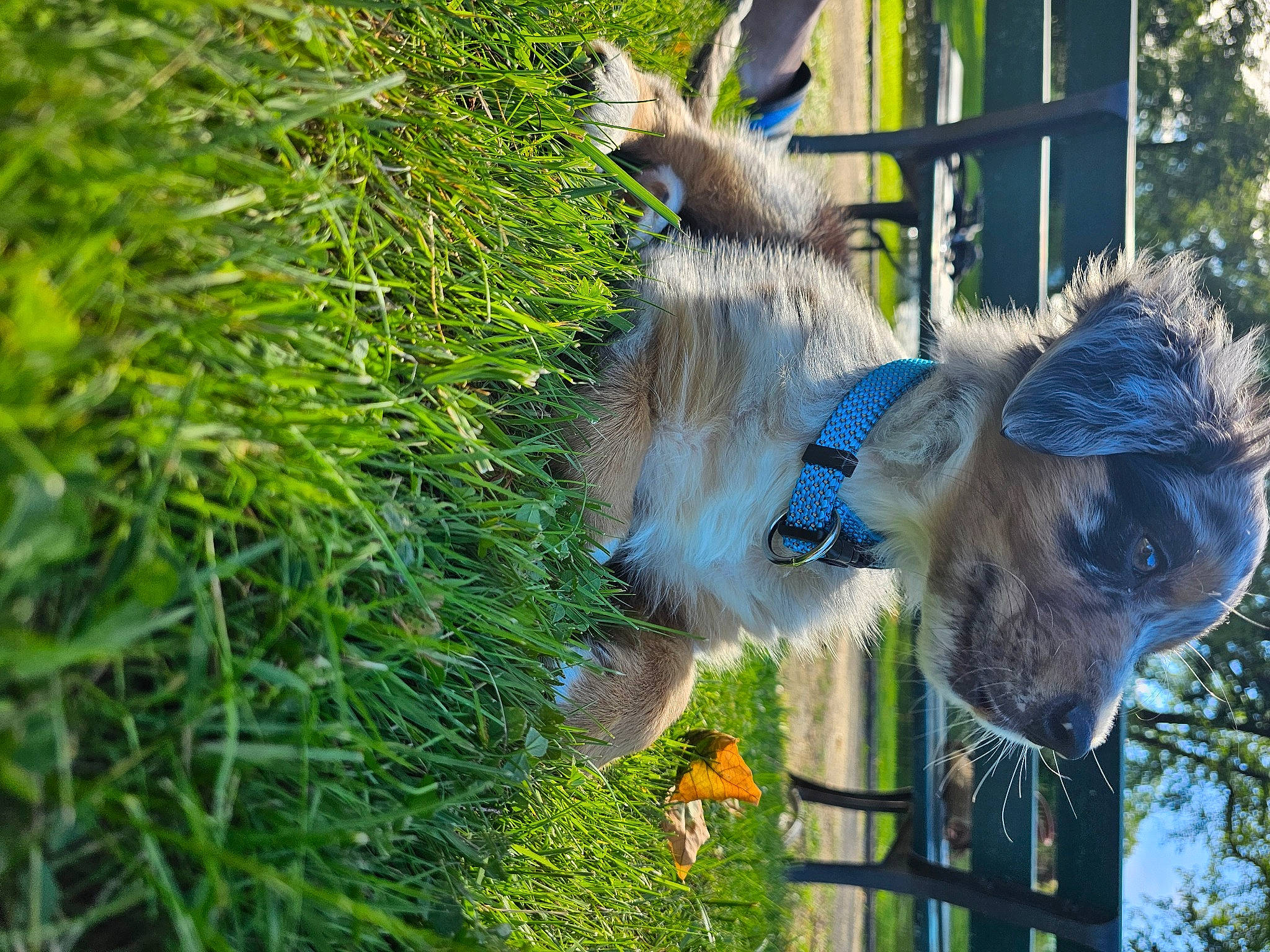 Vãyu participe au concours pour gagner de l'argent avec cette photo : canidae, dog_breed, electric_blue, fawn, fur, goats, grass, groundcover, marsupial, pack_animal, plant, ratite, snout, standard_schnauzer, tail, terrestrial_animal, tree, wildlife, working_animal, zoo
