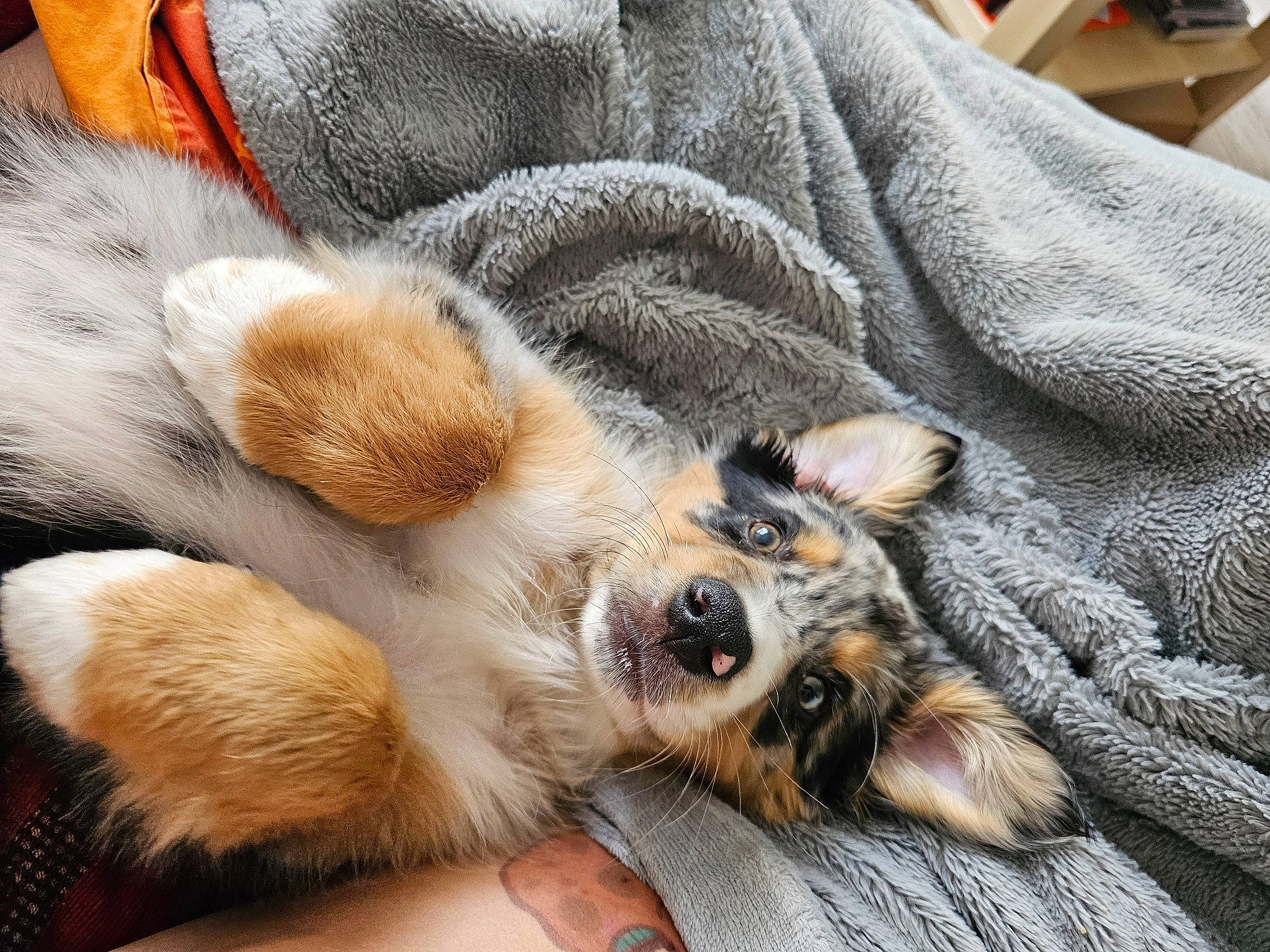 Vãyu a rejoint le concours — aidez-le/la à gagner de superbes lots ! canidae, carnivore, cat, claw, comfort, companion_dog, dog, dog_breed, fawn, felidae, foot, fur, nap, paw, small_to_medium_sized_cats, snout, sporting_group, tail, terrestrial_animal, whiskers