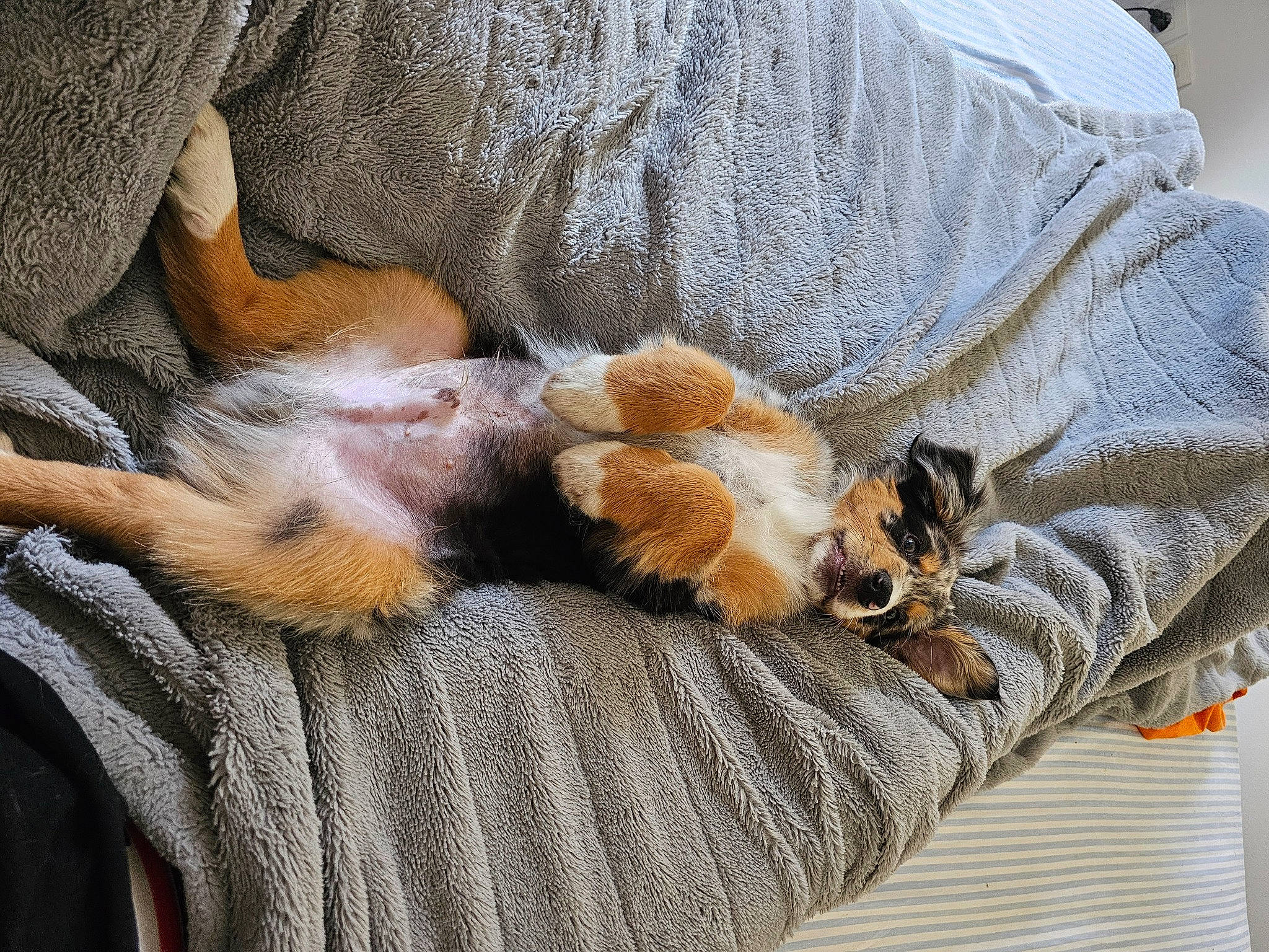 Vãyu participe au concours pour gagner de l'argent avec cette photo : canidae, carnivore, claw, comfort, companion_dog, dog_breed, fawn, felidae, foot, fur, human_leg, nap, pattern, paw, small_to_medium_sized_cats, sporting_group, tail, terrestrial_animal, textile, whiskers