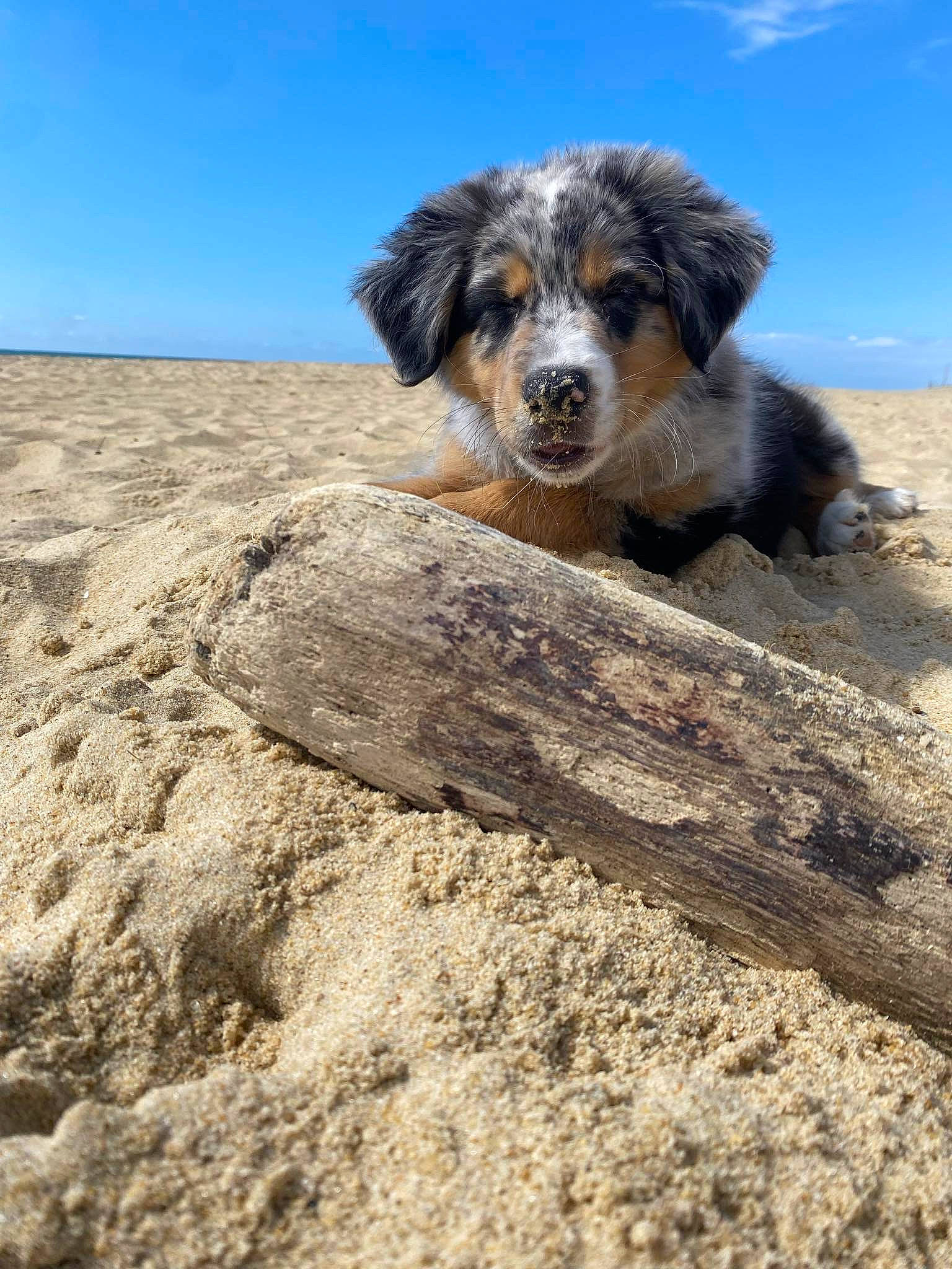 Vãyu participe au concours pour gagner de l'argent avec cette photo : bedrock, canidae, carnivore, cloud, companion_dog, dog, dog_breed, fawn, herding_dog, landscape, rock, sand, sky, snout, soil, sporting_group, street_dog, tail, working_animal, working_dog