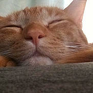 Ali joined the competition — help win amazing prizes! cat, orange_tabby, sleeping, close_up, resting, whiskers, nose, paw, fur, ears, indoor, cozy, pet, animal, relaxed, cute, soft, nap, domestic_cat, feline