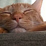 cat, orange_tabby, sleeping, close_up, resting, whiskers, nose, paw, fur, ears, indoor, cozy, pet, animal, relaxed, cute, soft, nap, domestic_cat, feline