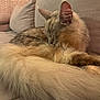 Armani a rejoint le concours — aidez-le/la à gagner de superbes lots ! animal, beige_couch, cat, close_up, cozy, cushion, cute, domestic, ears, feline, fluffy_tail, fur, indoor, long_hair, pet, relaxed, resting, sleeping, soft_fur, whiskers