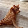 cat, orange_tabby, indoor, wooden_floor, pet, animal, feline, curious, lying_down, tail, ears, whiskers, looking_back, flooring, domestic_cat, cute, mammal, relaxed, home, fur