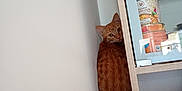 Momo participe au concours pour gagner de l'argent avec cette photo : animal, canned_food, cat, cozy, cupboard, curious, domestic, feline, ginger_cat, glass_door, indoor, kitchen, looking_back, orange_tabby, pet, radiator, shelf, sitting, tail, wooden_furniture