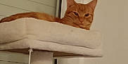 Momo participe au concours pour gagner de l'argent avec cette photo : cat, ginger_cat, cat_tree, indoor, pet, animal, relaxed, feline, orange_ball, toy, window, blind, wall, cozy, resting, looking, platform, fur, domestic_cat, calm