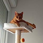 Momo a rejoint le concours — aidez-le/la à gagner de superbes lots ! animal, cat, cat_tree, cozy, curious, cute, domestic_cat, feline, house, indoor, looking_down, natural_light, orange_tabby, perched, pet, relaxed, resting, scratching_post, toy_ball, window
