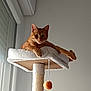 animal, cat, cat_tree, cozy, curious, cute, domestic_cat, feline, house, indoor, looking_down, natural_light, orange_tabby, perched, pet, relaxed, resting, scratching_post, toy_ball, window