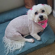 Khole is registered to the contest to win money with this photo: adorable, animal, bandana, carpet, companion, cute, dog, domestic, ears, fluffy, fur, indoor, looking, lying_down, pet_bed, pink_bow, resting, small_dog, tail, white_dog