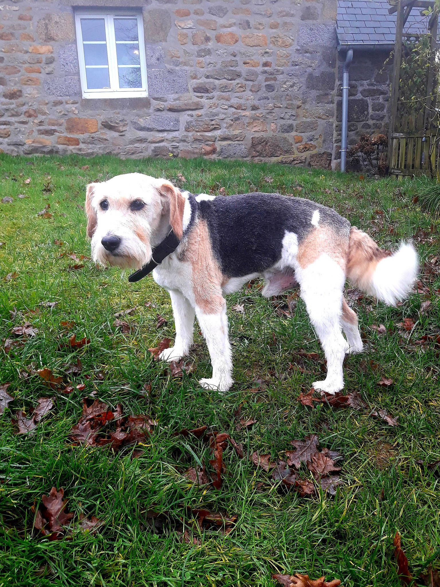 Flash participe au concours pour gagner de l'argent avec cette photo : american_foxhound, beagle, beagle_harrier, canidae, carnivore, companion_dog, dog, dog_breed, dunker, estonian_hound, harrier, hound, hunting_dog, mammal, rare_breed_dog, scent_hound, serbian_tricolour_hound, sporting_group, tail, vertebrate
