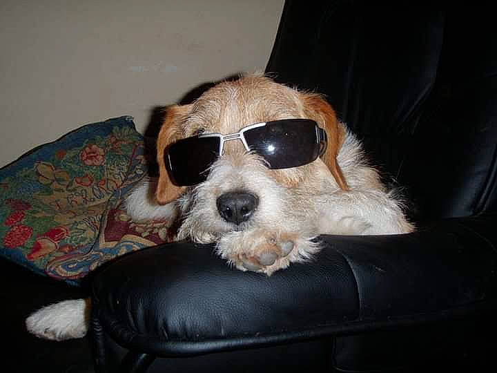 Flash participe au concours pour gagner de l'argent avec cette photo : canidae, carnivore, cavachon, companion_dog, dog, dog_breed, eyewear, glasses, mammal, petit_basset_griffon_vendeen, puppy, puppy_love, rare_breed_dog, schnoodle, snout, sporting_group, sporting_lucas_terrier, sunglasses, terrier, tibetan_terrier