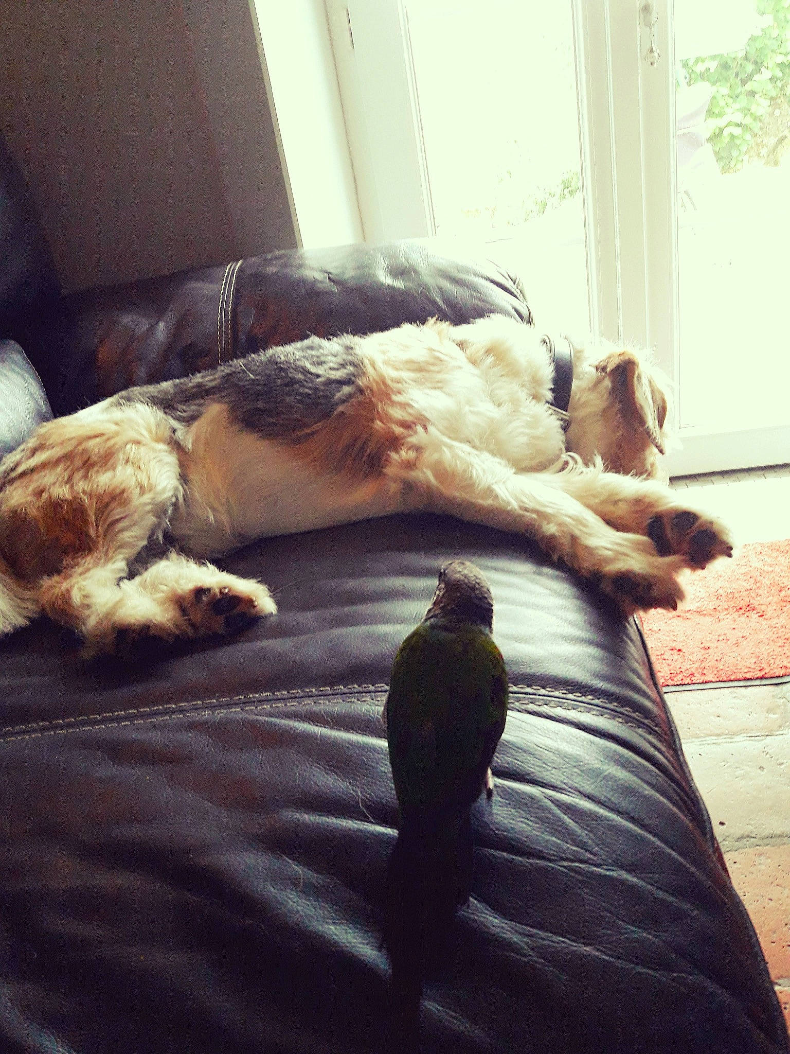 Flash a rejoint le concours — aidez-le/la à gagner de superbes lots ! bed, bedroom, canidae, carnivore, cat, comfort, companion_dog, dog, dog_breed, felidae, furniture, nap, puppy, room, sleep, sporting_group