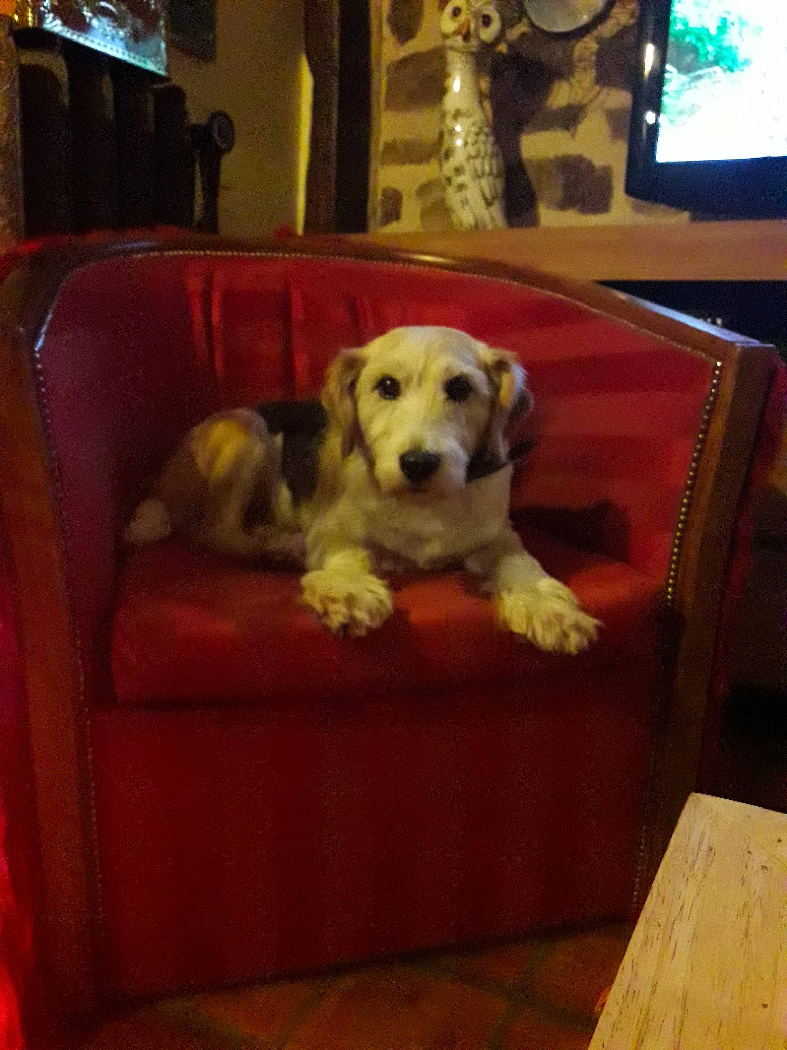 Flash participe au concours pour gagner de l'argent avec cette photo : canidae, carnivore, cavachon, companion_dog, couch, dog, dog_bed, dog_breed, furniture, mammal, puppy, sporting_group, vertebrate