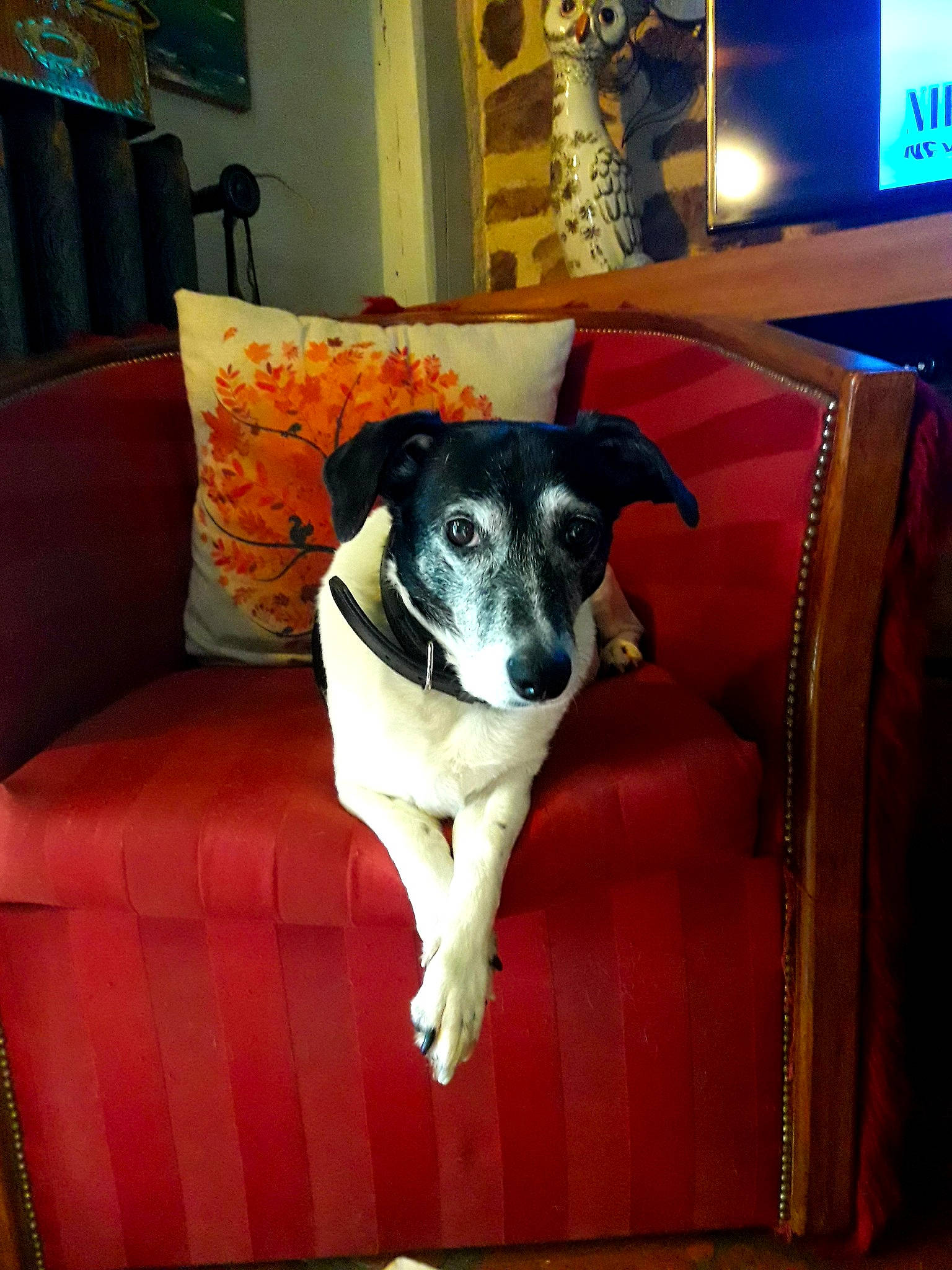 Choupette participe au concours pour gagner de l'argent avec cette photo : canidae, carnivore, danish_swedish_farmdog, dog, dog_breed, feist, fox_terrier, furniture, mammal, rat_terrier, smooth_fox_terrier