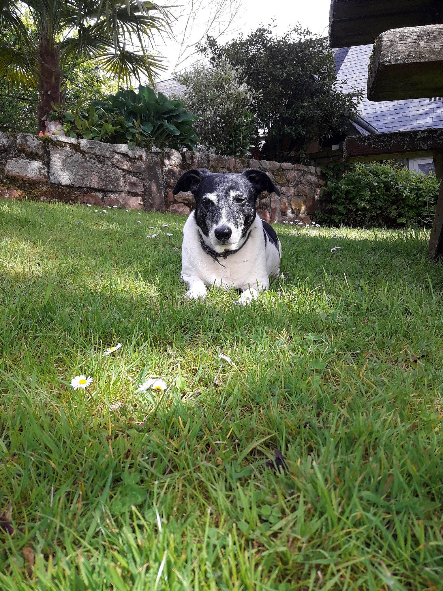 Choupette participe au concours pour gagner de l'argent avec cette photo : canidae, carnivore, companion_dog, danish_swedish_farmdog, dog, dog_breed, grass, grass_family, jack_russell_terrier, lawn, mammal, plant, puppy, rare_breed_dog, rat_terrier, smooth_fox_terrier, sporting_group, terrier