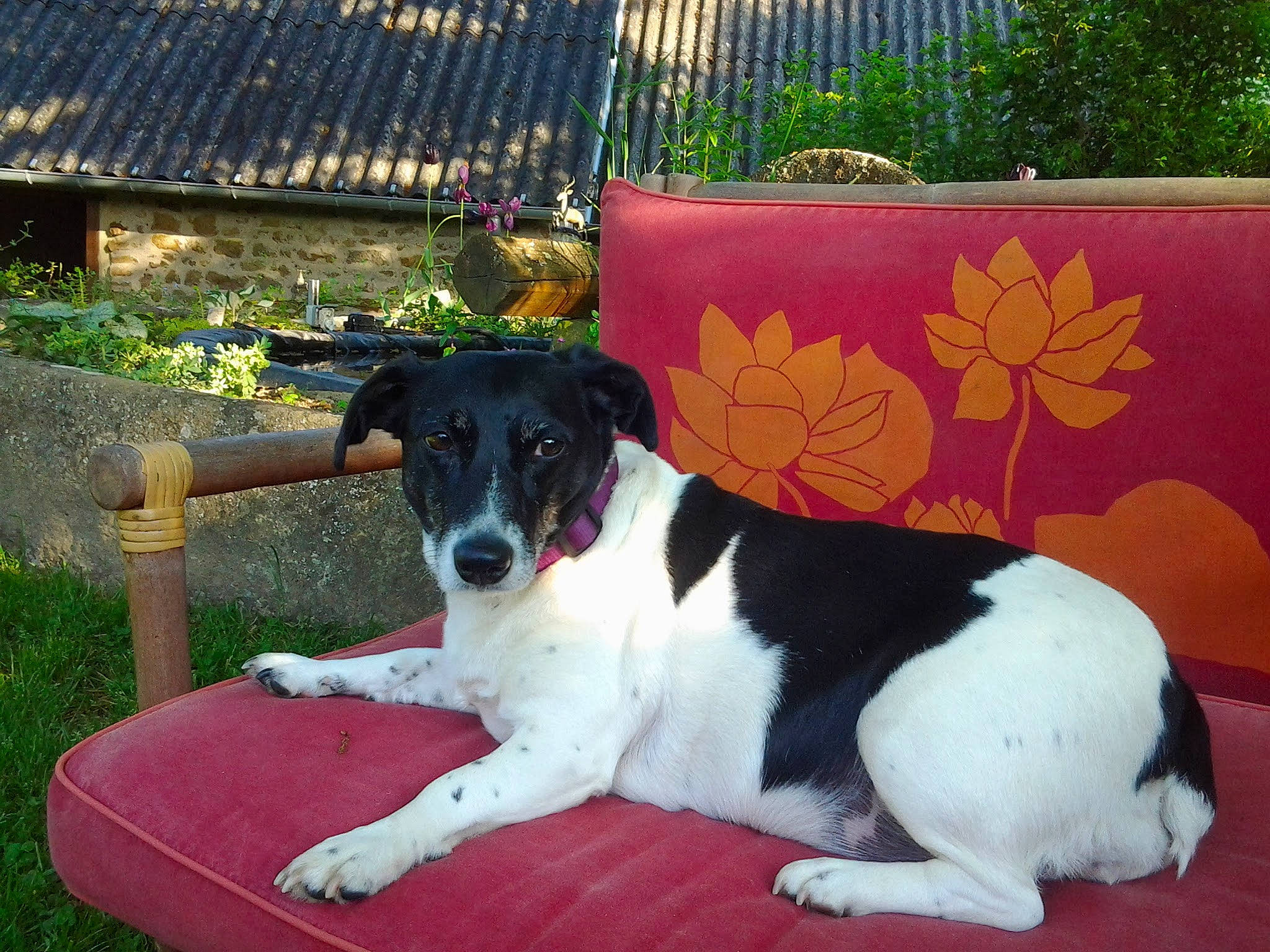 Choupette a rejoint le concours — aidez-le/la à gagner de superbes lots ! brazilian_terrier, canidae, carnivore, chilean_fox_terrier, companion_dog, danish_swedish_farmdog, dog, dog_breed, fox_terrier, mammal, rare_breed_dog, rat_terrier, ratonero_bodeguero_andaluz, smooth_fox_terrier, sporting_group, stabyhoun, vertebrate