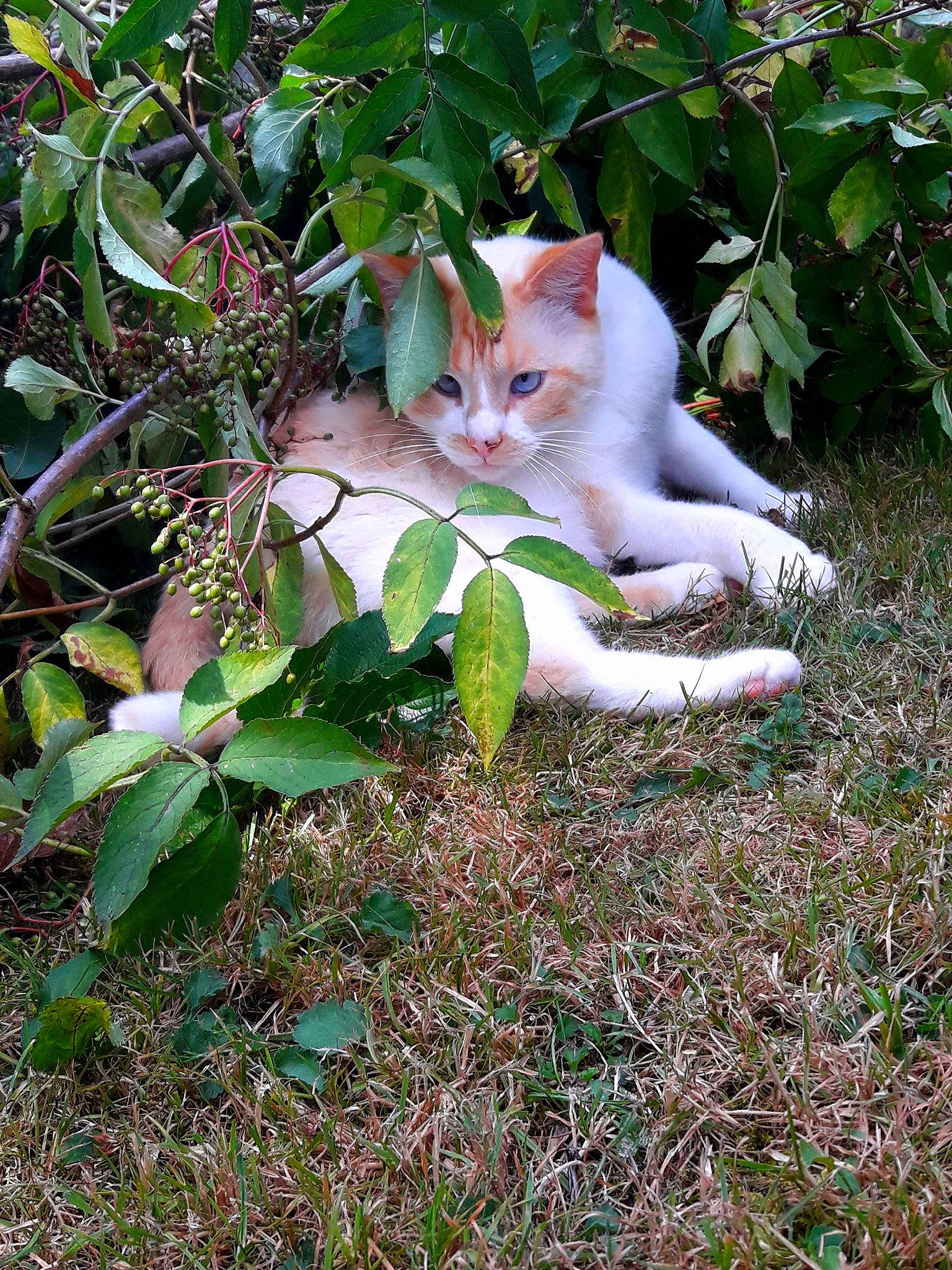Tatoo participe au concours pour gagner de l'argent avec cette photo : aegean_cat, carnivore, cat, domestic_short_haired_cat, european_shorthair, fawn, felidae, grass, leaf, plant, small_to_medium_sized_cats, tree, whiskers, wildlife