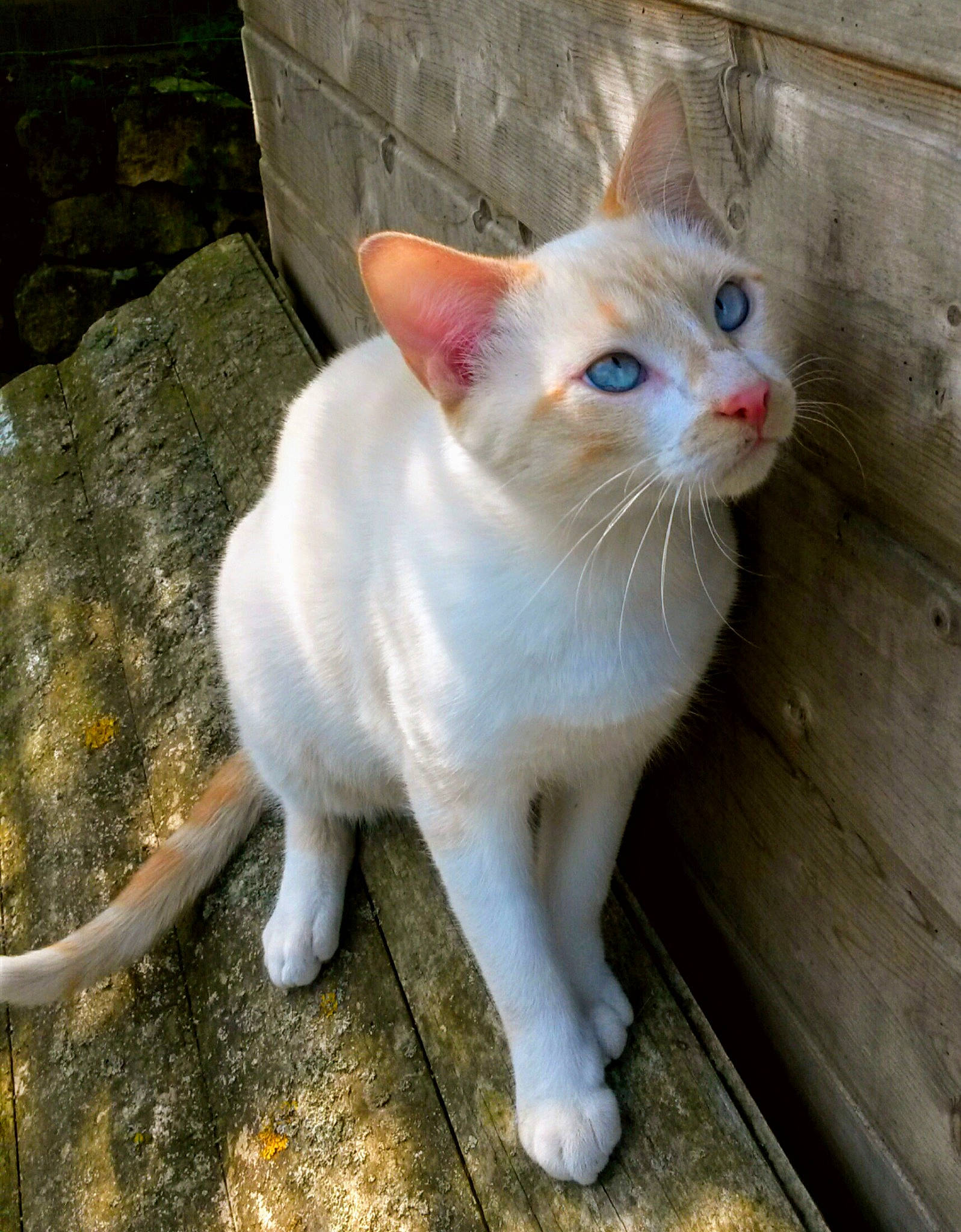 Tatoo a rejoint le concours — aidez-le/la à gagner de superbes lots ! aegean_cat, arabian_mau, asian, carnivore, cat, colorpoint_shorthair, domestic_short_haired_cat, eye, felidae, german_rex, khao_manee, mammal, ojos_azules, small_to_medium_sized_cats, snout, tail, turkish_angora, turkish_van, vertebrate, whiskers