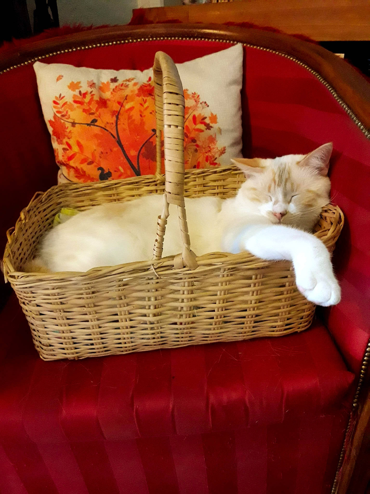 Tatoo participe au concours pour gagner de l'argent avec cette photo : antique, basket, cat, felidae, flower_girl_basket, home_accessories, kitten, picnic_basket, small_to_medium_sized_cats, storage_basket, wicker