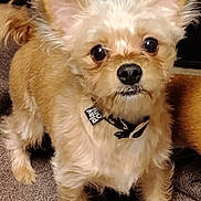 Jake joined the competition — help win amazing prizes! dog, small_dog, fluffy, pet, indoor, carpet, collar, ears, eyes, cute, animal, companion, furry, face, standing, curious, domestic, mammal, friendly, canine