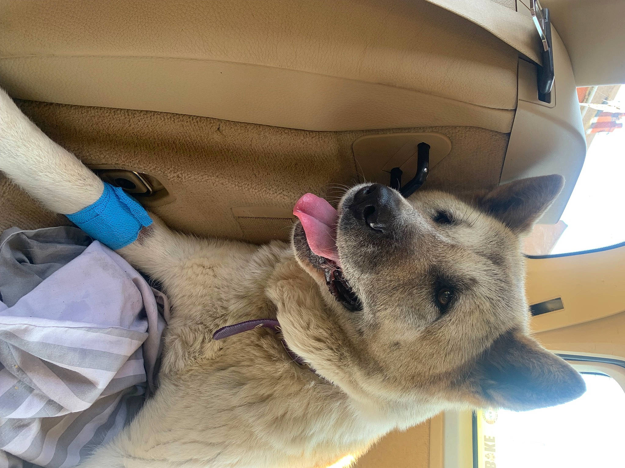 Crystal is registered to the contest to win money with this photo: bag, canidae, carnivore, collar, companion_dog, dog, dog_breed, dog_collar, dog_supply, fawn, foot, fur, paw, pet_supply, snout, sporting_group, vehicle, vehicle_door, whiskers, working_animal