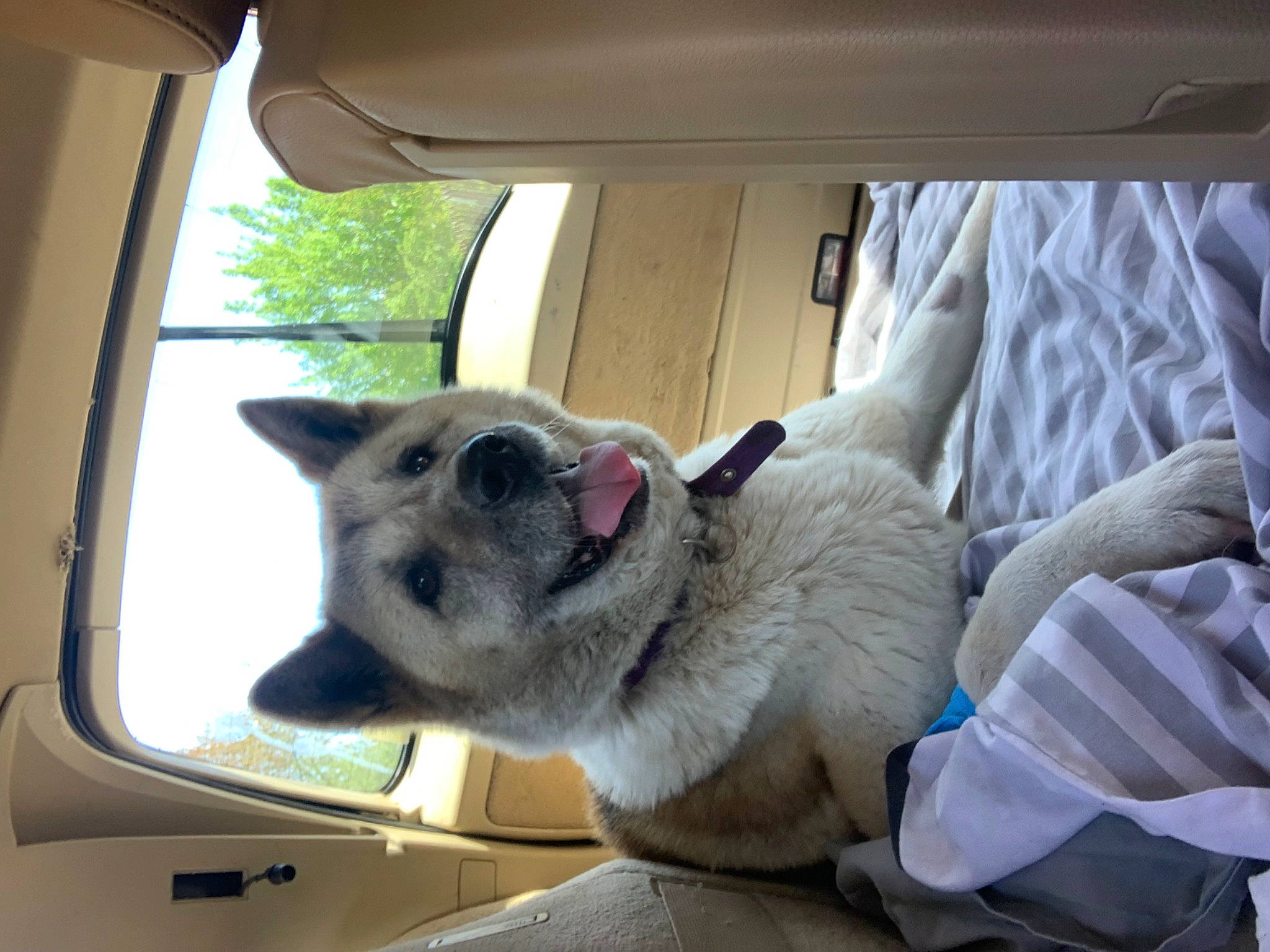 Crystal joined the competition — help win amazing prizes! auto_part, automotive_exterior, car, carnivore, collar, comfort, companion_dog, dog, dog_breed, fawn, foot, mammal, snout, sporting_group, tints_and_shades, vehicle, vehicle_door, whiskers, window, windshield