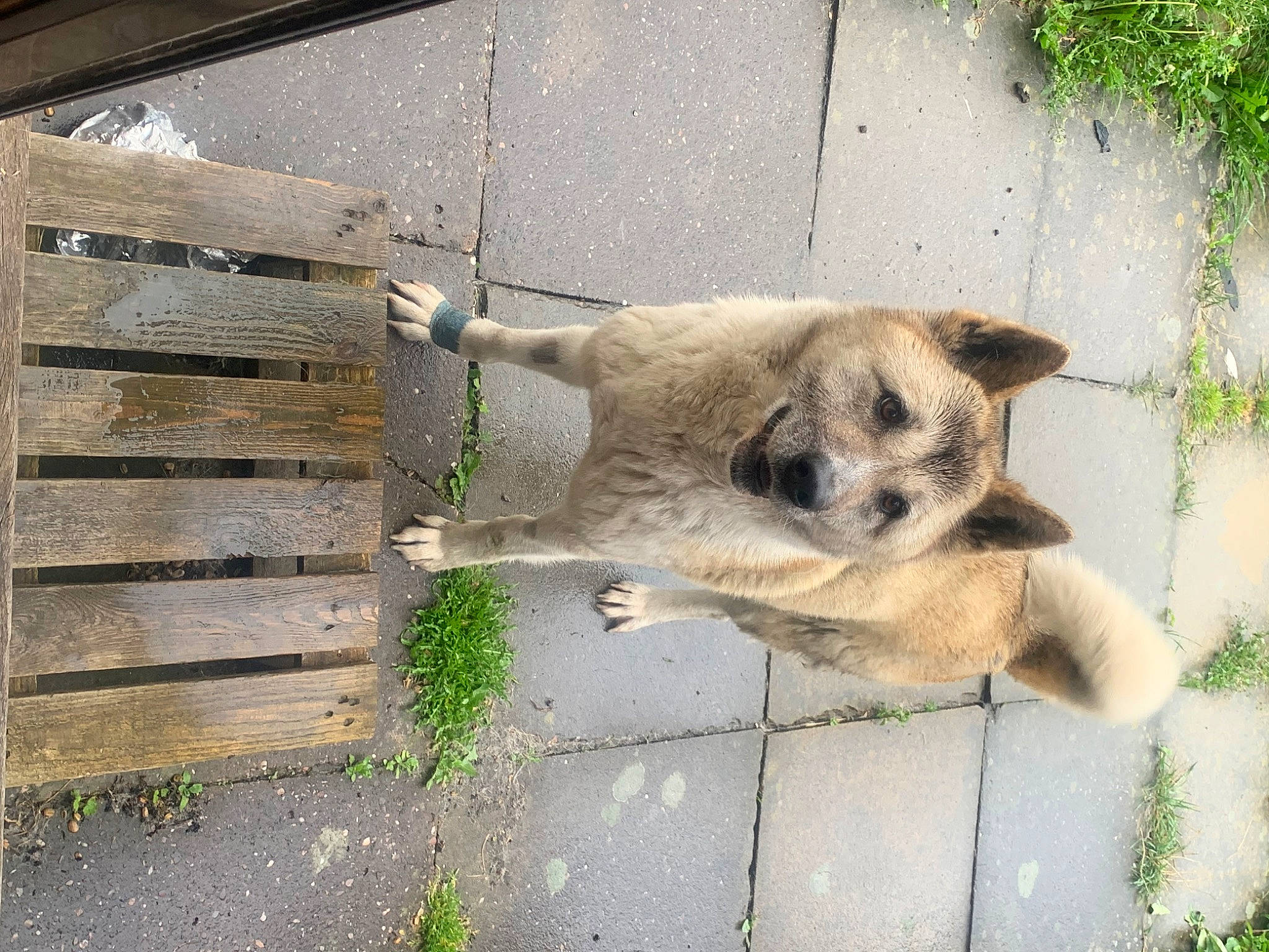 Crystal joined the competition — help win amazing prizes! animal_shelter, canidae, carnivore, companion_dog, dog, dog_breed, fawn, fur, grass, plant, sporting_group, tail, terrestrial_animal, whiskers, wildlife, wood, zoo